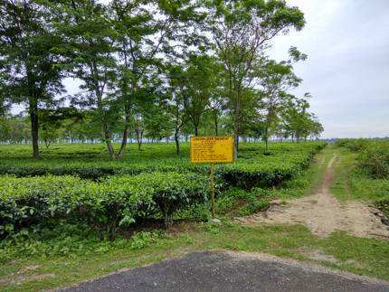 260 Acre Agricultural/Farm Land for Sale in Mainaguri, Jalpaiguri