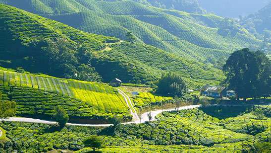 3150 Bigha Agricultural/Farm Land for Sale in Naxalbari, Darjeeling (3850 Bigha)