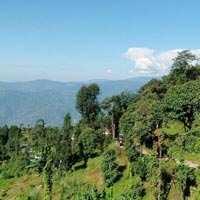 5 Acre Agricultural/Farm Land for Sale in Kolbong, Darjeeling