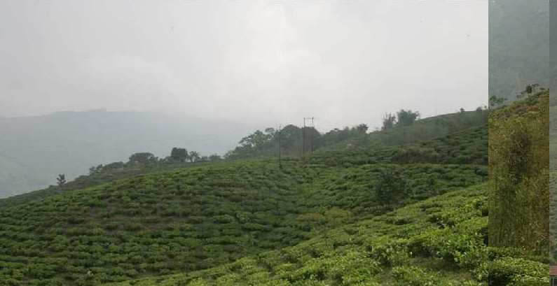 2100 Bigha Agricultural/Farm Land for Sale in Darjeeling