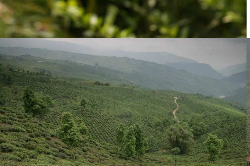 2100 Bigha Agricultural/Farm Land for Sale in Darjeeling
