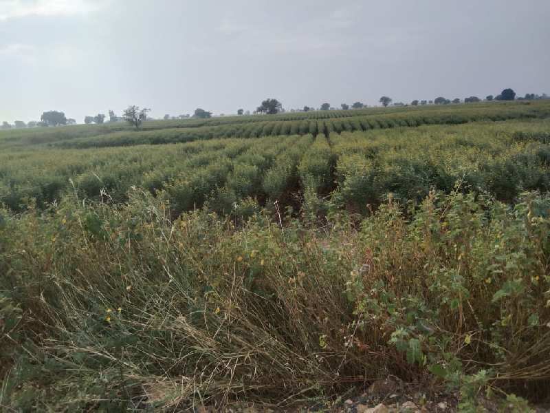 60 Acre Agricultural/Farm Land for Sale in Chitapur, Gulbarga
