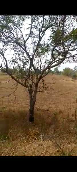 6.16 Acre Agricultural/Farm Land for Sale in Chincholi, Gulbarga