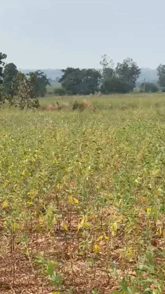 8 Acre Agricultural/Farm Land for Sale in Chincholi, Gulbarga