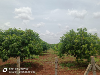 12 Acre Agricultural/Farm Land for Sale in Kohir, Sangareddy