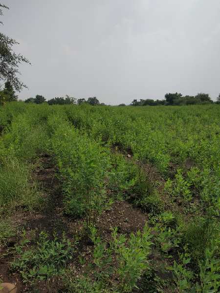 24 Acre Agricultural/Farm Land for Sale in Chincholi, Gulbarga
