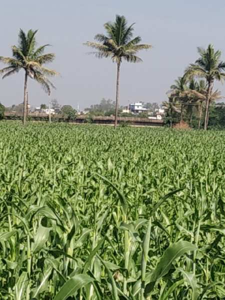 14 Acre Agricultural/Farm Land for Sale in Chincholi, Gulbarga