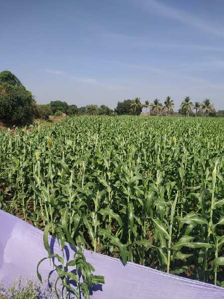 14 Acre Agricultural/Farm Land for Sale in Chincholi, Gulbarga
