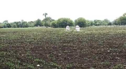 6 Acre Agricultural/Farm Land for Sale in Tandur, Vikarabad