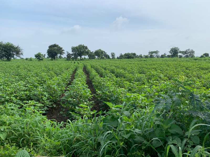 100 Acre Agricultural/Farm Land for Sale in Kodangal, Vikarabad