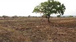 60 Acre Agricultural/Farm Land for Sale in Vikarabad