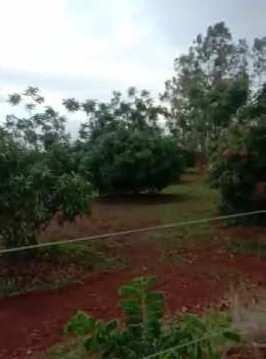 70 Acre Agricultural/Farm Land for Sale in Mannaekhelli, Bidar