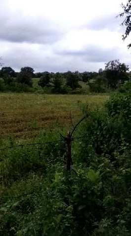 9 Acre Agricultural/Farm Land for Sale in Chincholi, Gulbarga