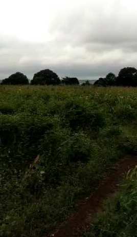 9 Acre Agricultural/Farm Land for Sale in Chincholi, Gulbarga