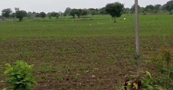 48 Acre Agricultural/Farm Land for Sale in Tandur, Vikarabad