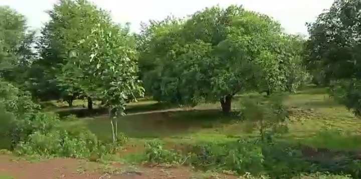 13 Acre Agricultural/Farm Land for Sale in Kondurg, Mahbubnagar