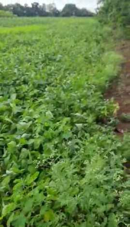 4 Acre Agricultural/Farm Land for Sale in Kohir, Medak