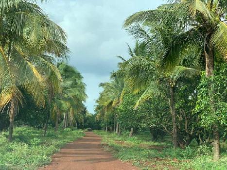 100 Acre Agricultural/Farm Land for Sale in Marpally Mandal, Rangareddy