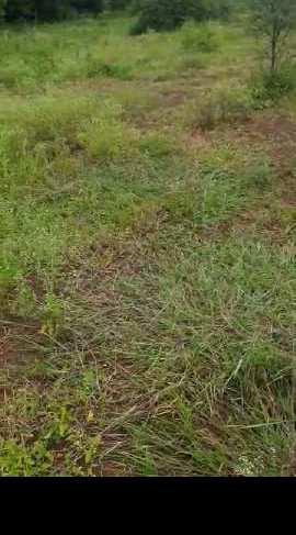 4 Acre Agricultural/Farm Land for Sale in Zaheerabad, Hyderabad