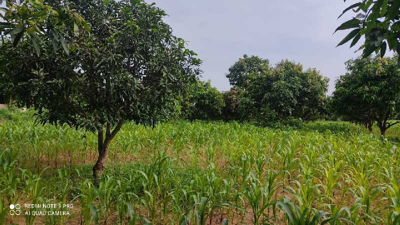 1 Acre Agricultural/Farm Land for Sale in Pargi, Vikarabad
