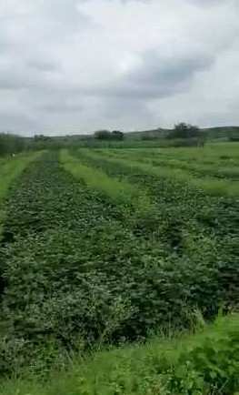 40 Acre Agricultural/Farm Land for Sale in Chincholi, Gulbarga
