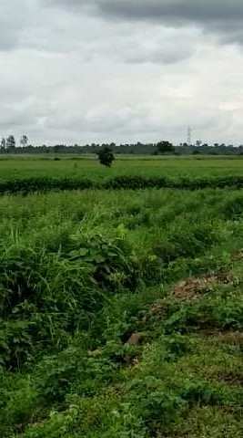 50 Acre Agricultural/Farm Land for Sale in Chincholi, Gulbarga