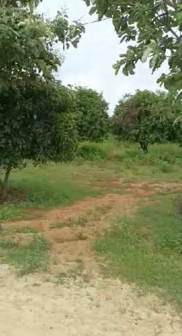 6 Acre Agricultural/Farm Land for Sale in Balanagar, Mahbubnagar