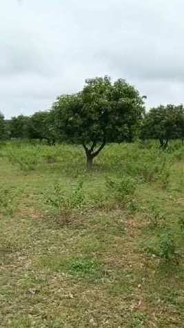 6 Acre Agricultural/Farm Land for Sale in Balanagar, Mahbubnagar