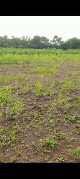 6 Acre Agricultural/Farm Land for Sale in Mominpet Mandal, Vikarabad