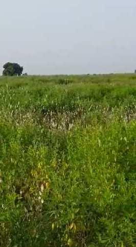 3.38 Acre Agricultural/Farm Land for Sale in Marpally Mandal, Rangareddy