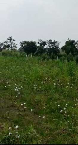 1 Acre Agricultural/Farm Land for Sale in Mominpet Mandal, Vikarabad