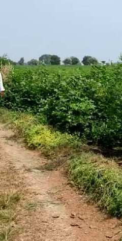 1 Acre Agricultural/Farm Land for Sale in Kondapur Mandal, Medak