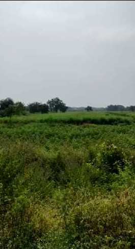 7 Acre Agricultural/Farm Land for Sale in Kondapur Mandal, Medak