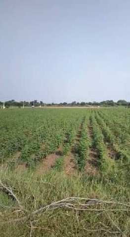 26 Acre Agricultural/Farm Land for Sale in Rangareddy