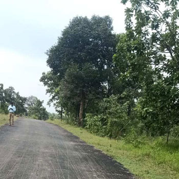 250 Acre Agricultural/Farm Land for Sale in Danipali, Sambalpur