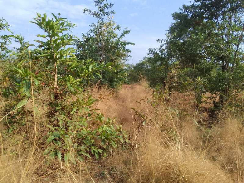 7 Acre Agricultural/Farm Land for Sale in Dapoli, Ratnagiri