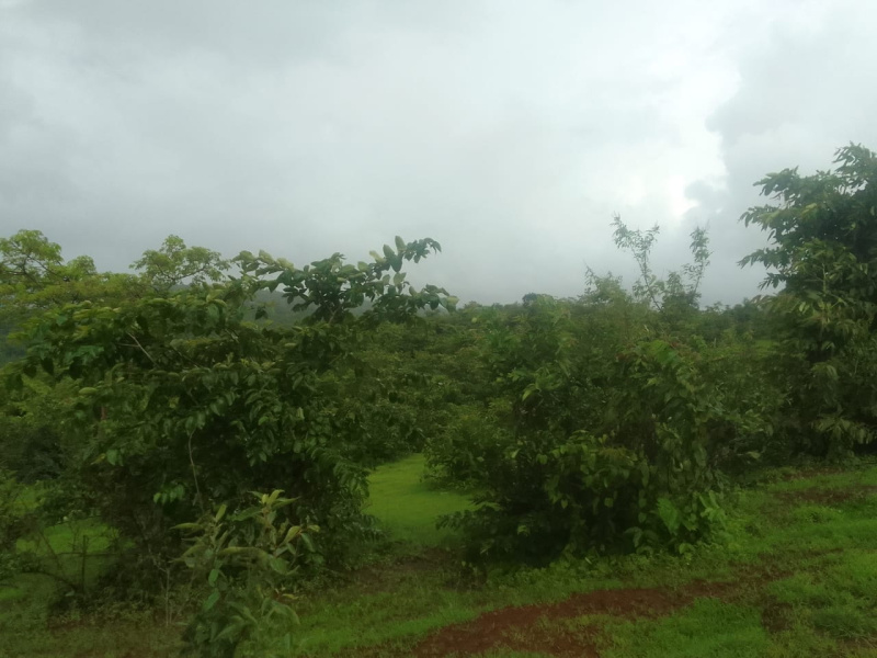 4 Acre Road Side Land For Sale In Mandangad