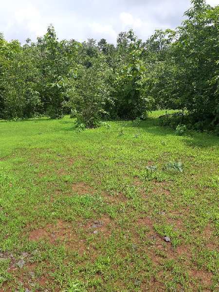 150 Acres farmland for sale in Chiplun Sava da