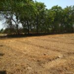 6 Bigha Commercial Lands /Inst. Land for Sale in Dholka, Ahmedabad