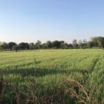 4.5 Bigha Agricultural/Farm Land for Sale in NH 8, Kheda