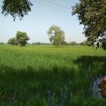 1.5 Bigha Agricultural/Farm Land for Sale in Bareja, Ahmedabad