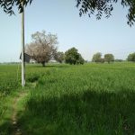 1.5 Bigha Agricultural/Farm Land for Sale in Bareja, Ahmedabad