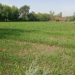 9 Bigha Agricultural/Farm Land for Sale in NH 8, Surat