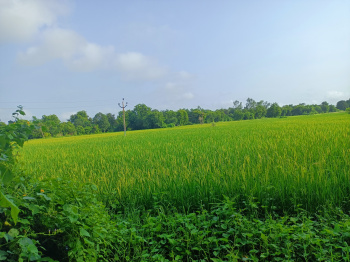 2 Bigha Agricultural/Farm Land for Rent in Gujarat