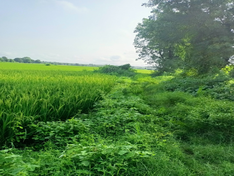 2 Bigha Agricultural/Farm Land for Rent in Gujarat