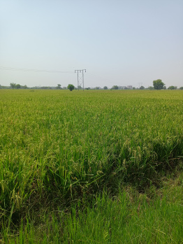 3.5 Bigha Agricultural/Farm Land for Sale in Bareja, Ahmedabad