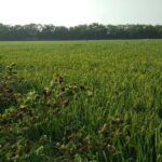 10 Bigha Agricultural/Farm Land for Sale in NH 8, Kheda