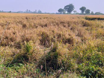 Property for sale in Naika, Kheda