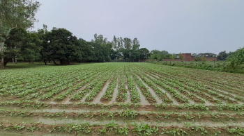 Agricultural/Farm Land for Sale in Garhmukteshwar, Hapur (50 Bigha)