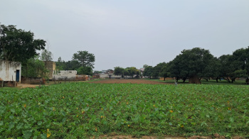 Agricultural/Farm Land for Sale in Hasanpur, Amroha (21 Bigha)